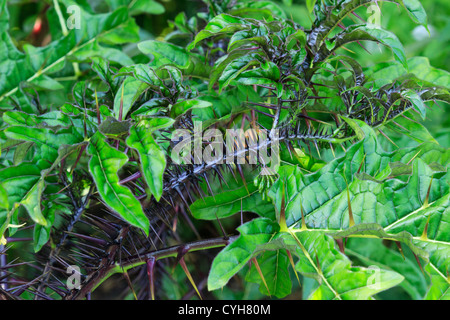 Solanum atropurpureum, malveillance, pourpre ou diable plante accordez-vous. Banque D'Images