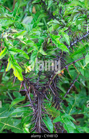 Solanum atropurpureum, malveillance, pourpre ou diable plante accordez-vous. Banque D'Images