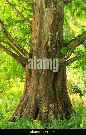 Coffre d'aube (Metasequoia glyptostroboides) // Séquoïa de Chine (Metasequoia glyptostroboides), base du tronc Banque D'Images