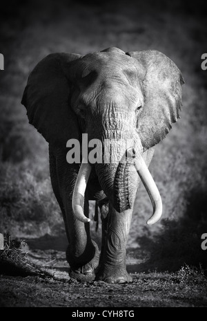 Grand Elephant Bull approcher (Addo Elephant Park) Banque D'Images