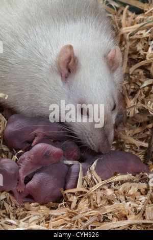 ALBONO Rattus norvegicus rat blanc. Mère avec les jeunes nouveau-né dans un nid. Banque D'Images