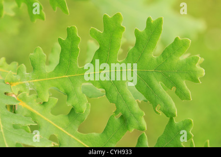 Feuilles de chêne hongrois ou italien, Quercus frainetto // chêne de Hongrie, Quercus frainetto Banque D'Images