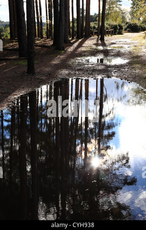 Commune de Blackheath, reflets de l'arbre de pin dans la flaque, Surrey, Angleterre Banque D'Images