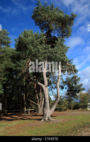 Commune de Blackheath, Surrey, Angleterre Banque D'Images