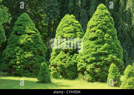 L'Alberta l'épinette blanche 'Conica', Picea glauca var. albertiana 'Conica' (Arbofolia, France) Banque D'Images