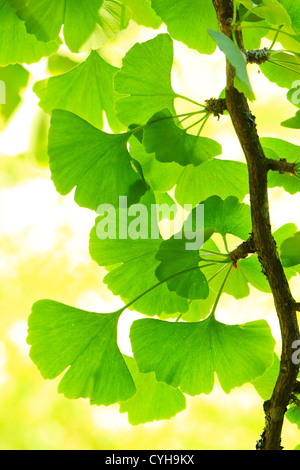 Le Ginkgo biloba feuilles et branches // Le Ginkgo biloba, rameau et feuilles Banque D'Images