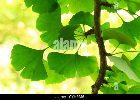 Le Ginkgo biloba feuilles et branches // Le Ginkgo biloba, rameau et feuilles Banque D'Images