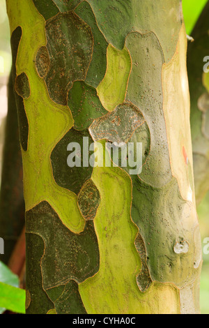 Pseudocydonia sinensis,écorce de coing chinois // écorce du tronc d'un genévrier commun de Chine, Pseudocydonia sinensis Banque D'Images