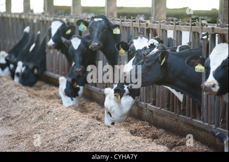 Les vaches laitières dans une alimentation stable Banque D'Images