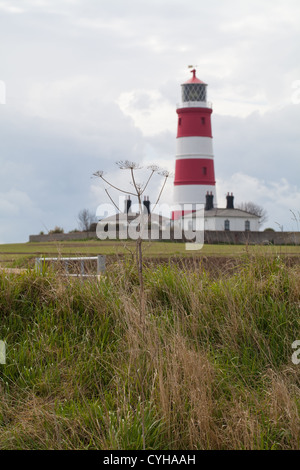 Happisburgh Phare, avec Berce du Caucase (Heracleum sphondylium) tête de semences à l'année précédente. Ombellifères ou apiacées. Banque D'Images