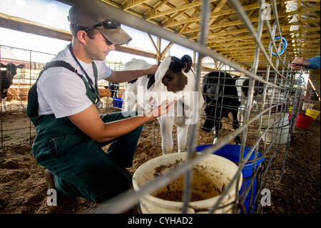 L'inspection vétérinaire des vaches laitières dans une grange à l'intérieur stable Banque D'Images