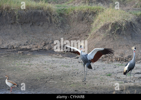 Gray-grue couronnée (Balearica regulorum gibbericeps) paire à Masai Mara - Kenya - Afrique de l'Est Banque D'Images