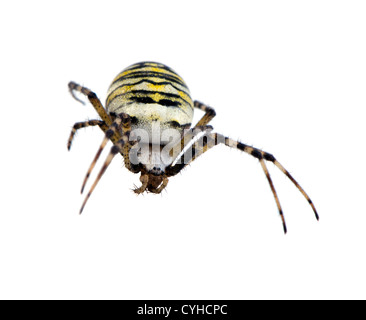 Spider argiope bruennichi wasp blanc noir magnifique insecte animal isolated on white Banque D'Images