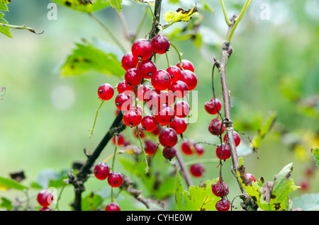 Les baies de cassis mûr rouge accrocher sur gros plan Bush. Ecologic natural nutrition saine alimentation. Banque D'Images