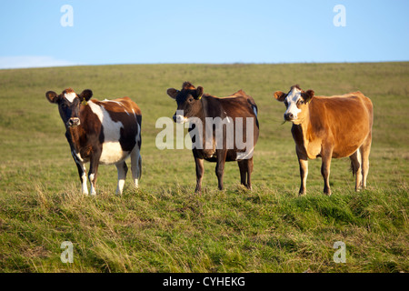 Champ des vaches Banque D'Images