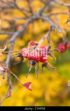 Japanese rose (Rosa rugosa) Banque D'Images