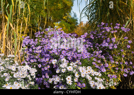 Michaelmas daisy (Aster novi-belgii 'dauerblau') et l'herbe d'argent géant (miscanthus x giganteus) Banque D'Images