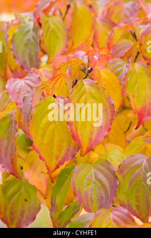 Cornouiller (Cornus kousa chinois var. chinensis) Banque D'Images