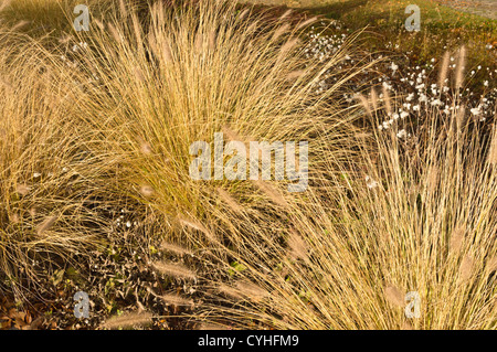 Fontaine naine (herbe pennisetum alopecuroides) Banque D'Images