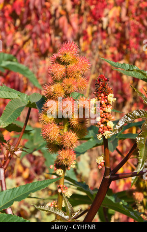 Le ricin (Ricinus communis) Banque D'Images