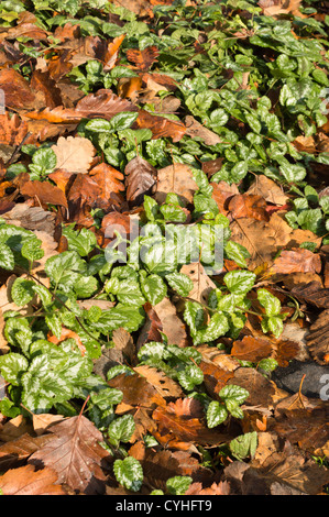 Lamium galeobdolon archange jaune (syn. lamiastrum galeobdolon) Banque D'Images