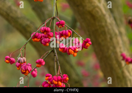 La fusée commune (Euonymus europaeus) Banque D'Images