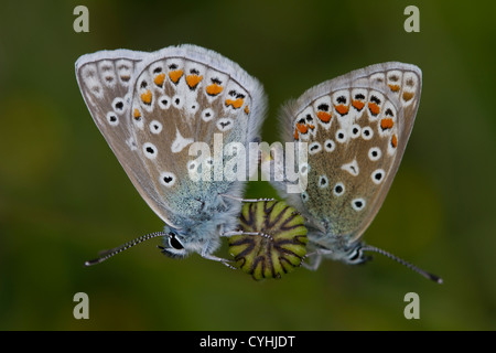 Blues commune sur une Oxeye Daisy dans une prairie Somerset Banque D'Images