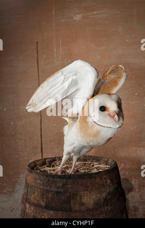 Politique effraie des clochers (Tyto alba), volant à Alquerias Niño Perdido, Castellon, Espagne Banque D'Images