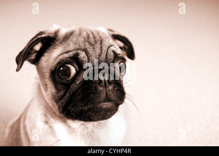 Portrait d'un chiot Pug en sépia Banque D'Images