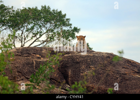 Leopard allongé sur un grand rocher dans Parc national de Yala, au Sri Lanka. Banque D'Images