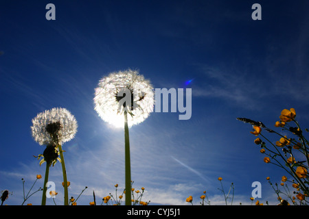 De belles fleurs de printemps coup dur contre les billes ciel et soleil Banque D'Images