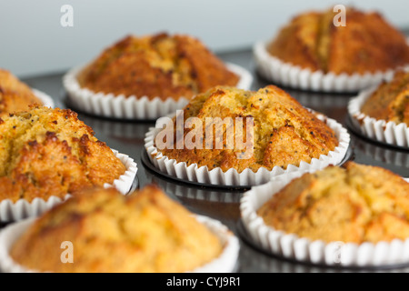 Accueil des muffins dans le bac Banque D'Images