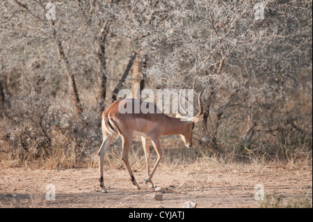 Impala mâle dans le Parc National Kruger Banque D'Images