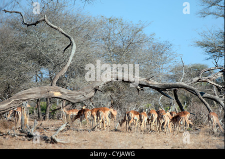 Un troupeau d'impala, le pâturage dans le Parc National Kruger Banque D'Images