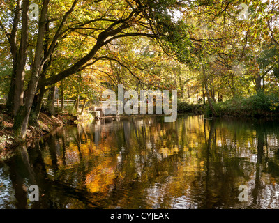 Réflexions sur les arbres de hêtre en couleur automne dans le lac Winkworth Arboretum, Surrey, Royaume-Uni Banque D'Images