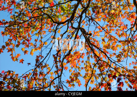 Les feuilles d'automne coloré d'automne lors d'une journée ensoleillée. Banque D'Images