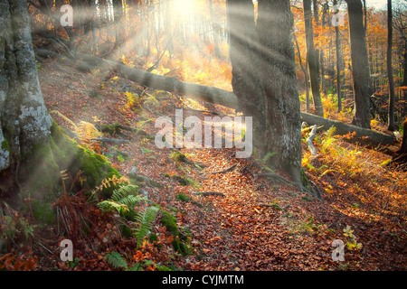 Des faisceaux de lumière céleste brillant à travers les arbres dans une vieille forêt naturelle Banque D'Images