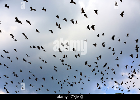 Grand essaim de roussettes ou Flying Fox (pteropus giganteus) à Hambantota, Sri Lanka Banque D'Images