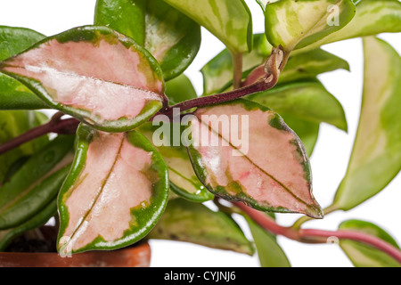 'Tricolor, Krimson Queen' Waxplant, Porslinsblomma (Hoya carnosa) Banque D'Images