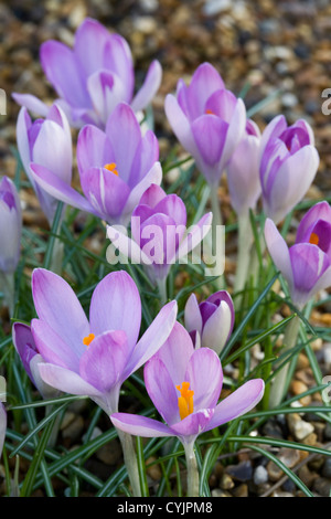 Crocus tommasinianus var. roseus Banque D'Images