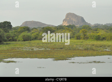 Paysage des zones humides dans le parc national de Yala, Sri Lanka. Banque D'Images