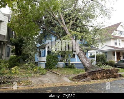 Les suites de l'Ouragan Sandy peut être vu sur tout Paris qu'avec cet arbre tombé dans la section Ditmas Park de Brooklyn. Banque D'Images