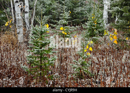 L'épicéa, le bouleau et le saule dans une tempête, dans une ancienne prairie, Grand Sudbury, Ontario, Canada Banque D'Images