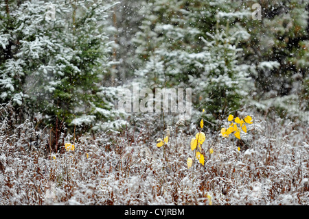 L'épicéa, le bouleau et le saule dans une tempête, dans une ancienne prairie, Grand Sudbury, Ontario, Canada Banque D'Images