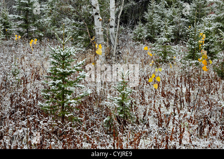 L'épicéa, le bouleau et le saule dans une tempête, dans une ancienne prairie, Grand Sudbury, Ontario, Canada Banque D'Images