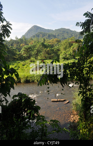 Zone de forêt tropicale protégée sur la rivière Kelani, près de Kitulgala, Sri Lanka Banque D'Images