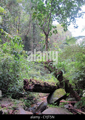 Zone de forêt tropicale protégée sur la rivière Kelani, près de Kitulgala, Sri Lanka Banque D'Images