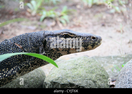 Contrôle de l'eau de l'Asie du Sud-Est (Varanus salvator) macromaculatus, Karambunai, Kota Kinabalu, Sabah, Bornéo, Malaisie, Asie Banque D'Images