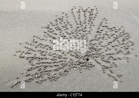 Des motifs réalisés par les crabes sur la plage de sable de Ghost, le Nexus Resort & Spa Karambunai, Kota Kinabalu, Sabah, Bornéo, Malaisie, en Asie du sud-est Banque D'Images