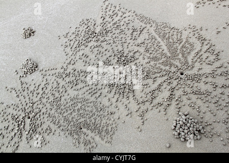 Des motifs réalisés par les crabes sur la plage de sable de Ghost, le Nexus Resort & Spa Karambunai, Kota Kinabalu, Sabah, Bornéo, Malaisie, en Asie du sud-est Banque D'Images